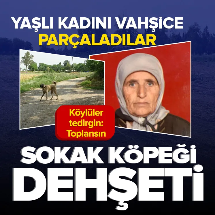 Köpek sürüsü yaşlı kadını parçaladı