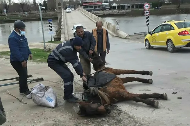 Edirne’de aşırı yükten yere yığılan atı kuyruğundan çekerek ayağa kaldırdılar - 5