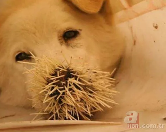 Onları görenler şaştı kaldı! 10