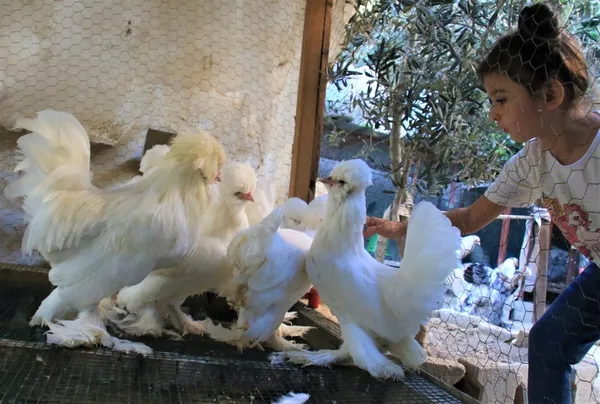 Akıllara ‘altın tavuk’ hikayesini getiriyor! Yumurtaları Türkiye’de 80, yurt dışında 150 lira