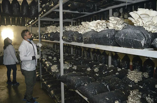 Ağrılı girişimci eşiyle eğitimini alıp mantar üretim tesisi kurdu! Hedef yılda 60 ton ürün elde etmek - 5
