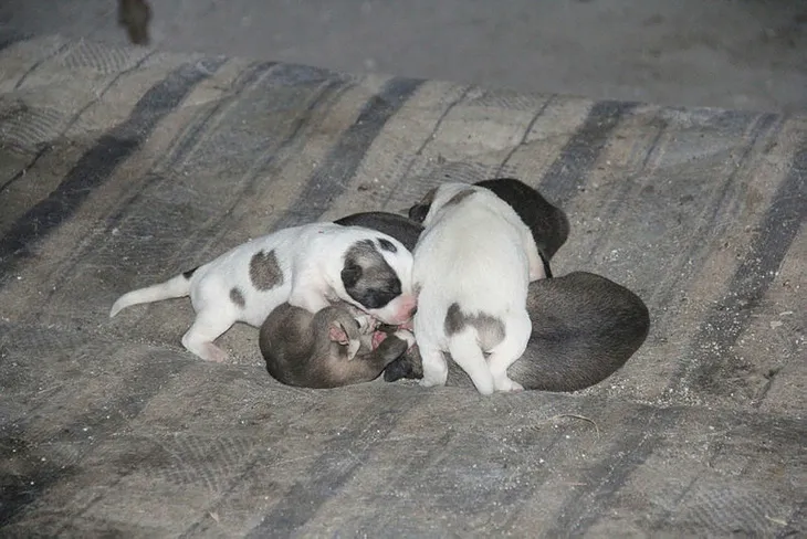 1578516061570.jpg Köpeklerin saldırısına uğrayan kişi hayatını kaybetti - 2