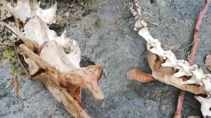 Trabzon’da 2 ayaklı hayvan iskeleti bulundu! Kimse ne olduğunu bilmiyor...