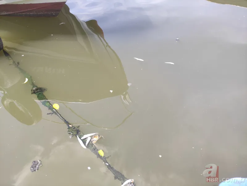 Küçükçekmece Gölü’nde büyük dram! CHP'li İBB kılını bile kıpırdatmıyor! Balıklardan sonra şimdi de martı ölümleri başladı 11