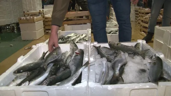 Marmara’da lüfer bolluğu hem balıkçıların hem de balıkseverlerin yüzünü güldürdü