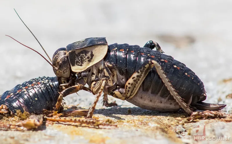 Yamyam çekirge o ilimizde yeniden ortaya çıktı 🦗 Kendi türünü yerken görüntülenmişti 8