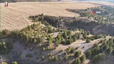 Domuz sürüsü böyle görüntülendi