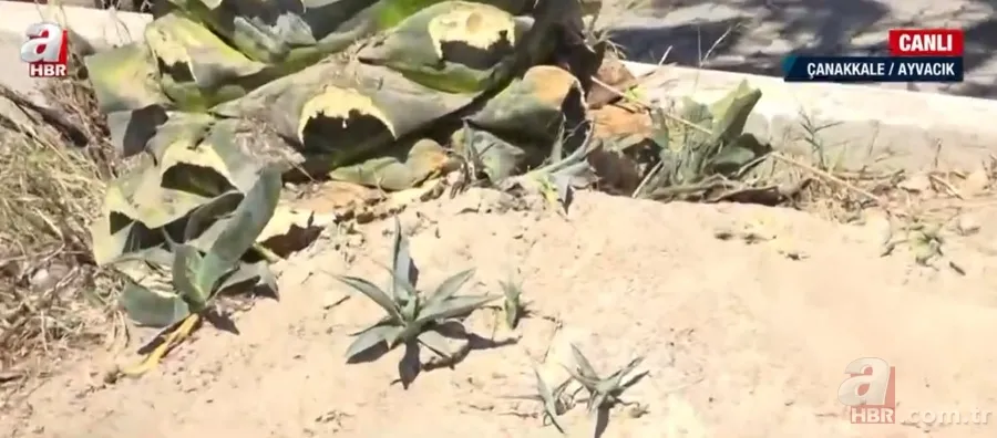 Agave Americana çiçeği Çanakkale Ayvacık'ta bulundu 9