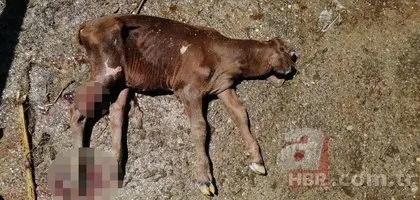 Anne kabul etmedi veteriner bakıyor: 2 burnu 2 ağzı ve 4 gözü var