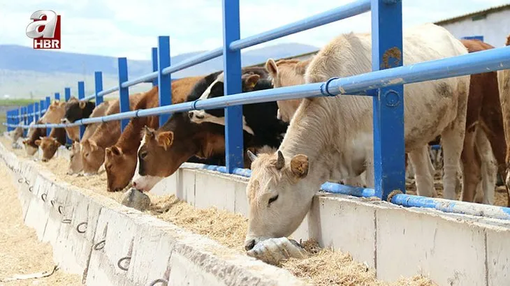 Bayram tatili 15 Temmuz ile birleştirilecek mi? 2021 Kurban Bayramı tatili kaç gün olacak? 9 ve 11 gün beklentisi...