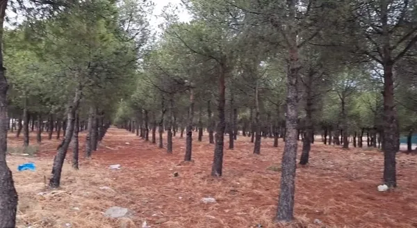 CHP'li Burhaniye Belediyesi’nden ağaç katliamı! Doğayı katledip yerine AVM dikecekler - 2