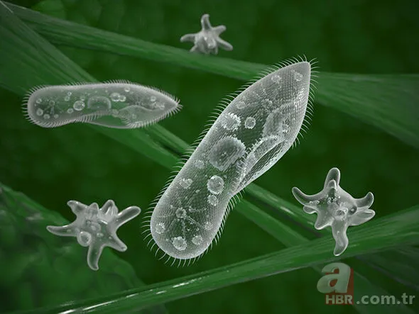 Bilim insanları tedirgin! İşte dünyayı bekleyen o korkunç son... 19