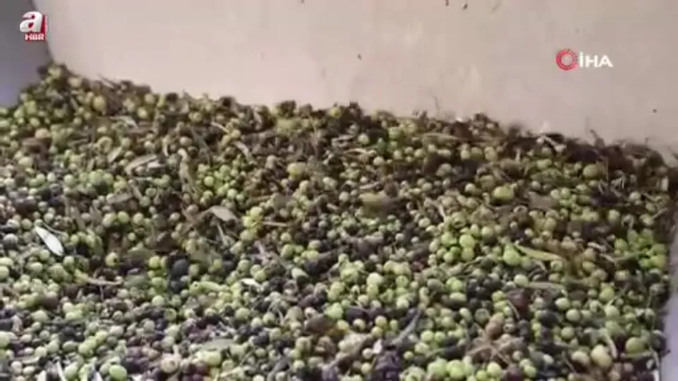 Adana’da zeytinin yağ yolculuğu