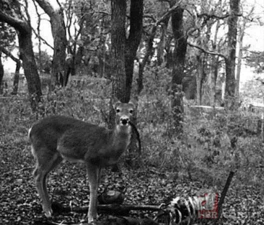 Rusya’dan göktaşı uyarısı! Tarih verdiler: Dünyaya yaklaşıyor! Uydulardan bile daha yakından geçecek 16