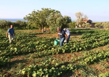 Tekirdağ'da kınalı bamyanın hasadı başladı
