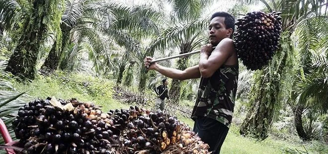 Tüketici palm yağı raporunu bekliyor