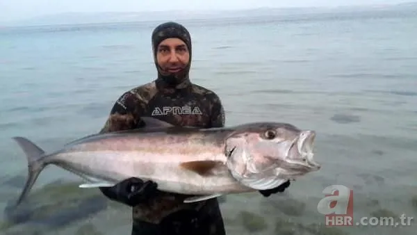 Tüpsüz dalışta, boyu büyüklüğünde balık avlıyor 3