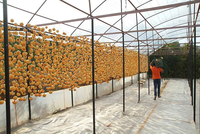 Manisalı Melek 40 kilo ile başladı şimdi yıllık 50 ton cennet elmasını kurutup satıyor - 4
