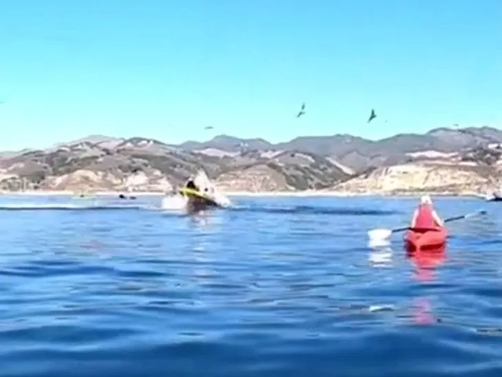 Dev balina kanoyla gezmeye çıkan iki kişiyi yutuyordu! Dehşet dolu anlar böyle kaydedildi