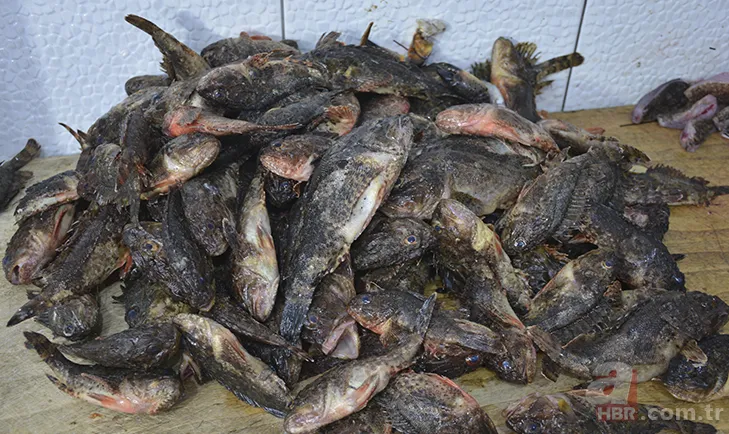 Zehirli dikenleri var! İçi lezzet deposu! Korkutucu görüntüsüyle dikkat çeken balığın fiyatı bakın ne kadar? 60