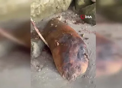 Kıyıya vurdu: Gizemli deniz canlısı