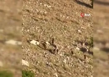 Elazığ’da dağ keçileri görüntülendi