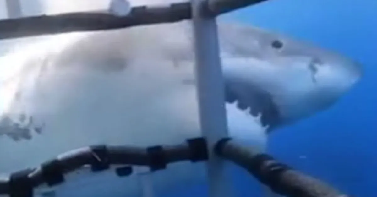 Denizde dehşet dolu anlar cep telefonu kamerasında! Dev köpek balığı ısırıp...