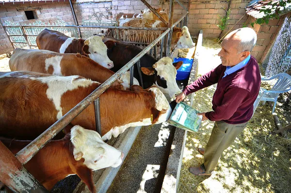 Tarım ve Orman Bakanlığından CHP’ye büyükbaş hayvan yanıtı! Rakamlar açıklandı