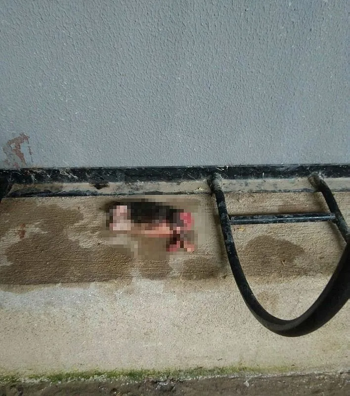 İzmir'de vahşet! 5 kedi başları ve patileri kesik halde bulundu - 1