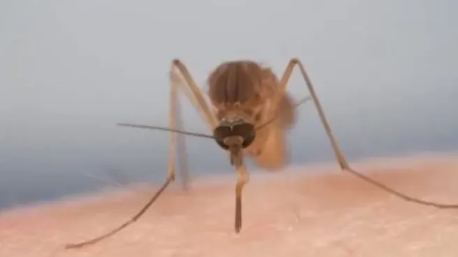 İstanbul’da sivrisinek tehlikesi