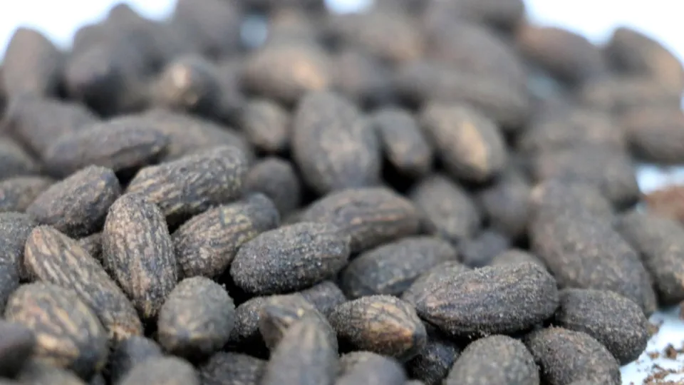 Zeytin çekirdeğinden yaptı! Daha önce böylesi görülmedi | Artık çöpe atmayacaksınız