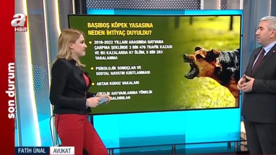 Başoboş köpekler için yasa hazırlığı! Bakım altındaki köpek ihmal edilirse hayvan korumaya alınacak
