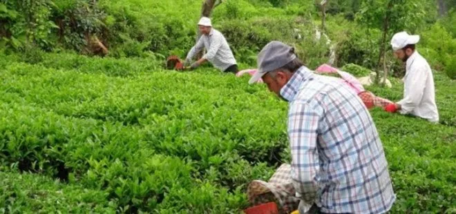 Çiftçi Kayıt Sistemi’ne dev başvuru! Tarım ve Orman Bakanı Vahit Kirişci rakamı açıkladı