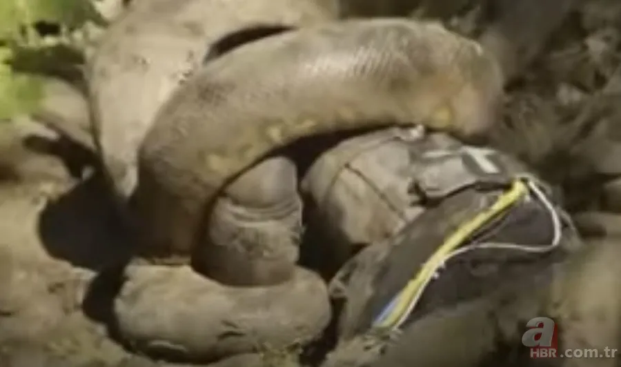Kral kobra yılanı İngiliz adama saldırdı! Dünyanın en tehlikeli yılanı dinlenen adamı yakaladı 33