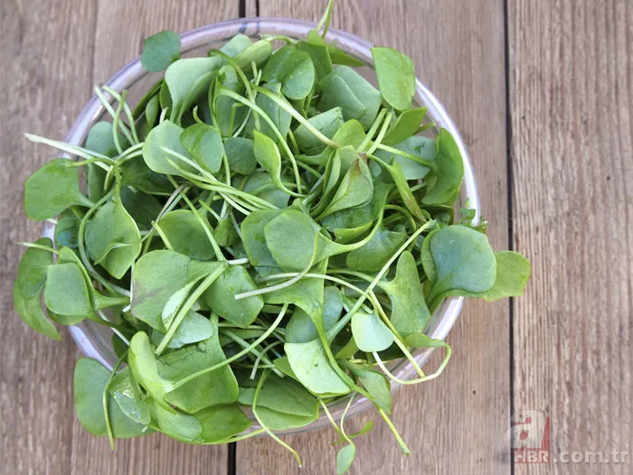 Herkes ot sanıp koparıyor! Dünyanın en sağlıklı sebzesi ilan edildi 6