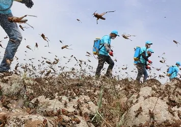 Çin’de çekirge sürüsü 10 bin hektardan fazla alanı istila etti