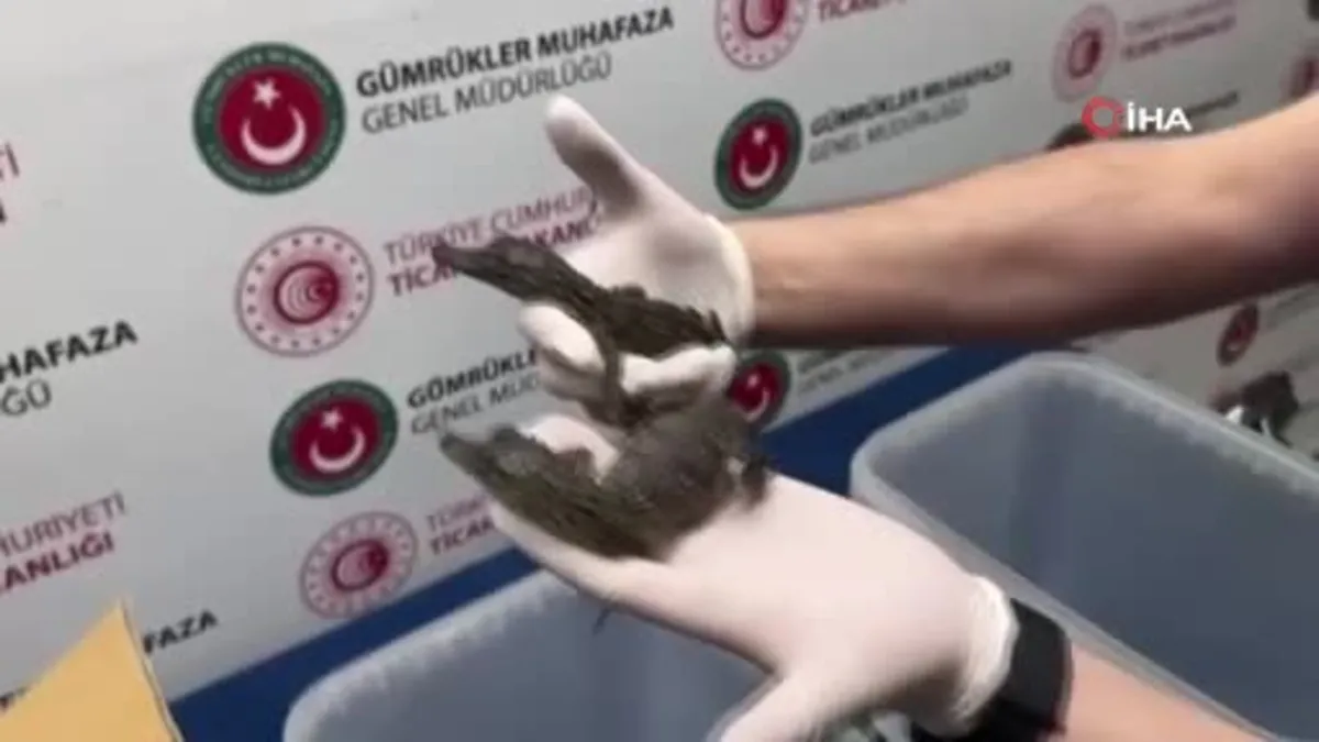 Ticaret Bakanlığı Gümrük Muhafaza ekipleri canlı hayvan kaçakçılığına engel oldu