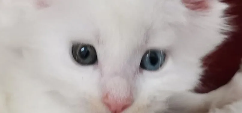 Norveç orman cinsi kedi! Ankara'da bulundu