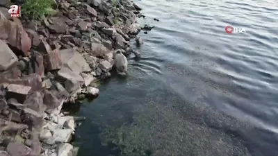 Ayılar kendilerini Nemrut’un serin sularına attı