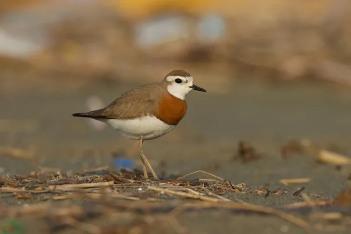 Milleyha Sulak Alanı 'Doğal Sit Alanı' olarak tescil edildi - 1
