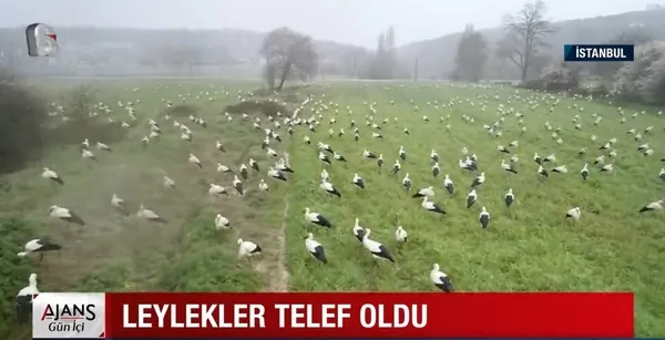 İstanbul'da onlarca leylek telef oldu | Sebebi ise yürekleri sızlattı - 1