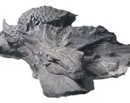 Dinozorların Mona Lisa’sı - 1