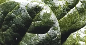 Dondurunca vitamini artıyor...