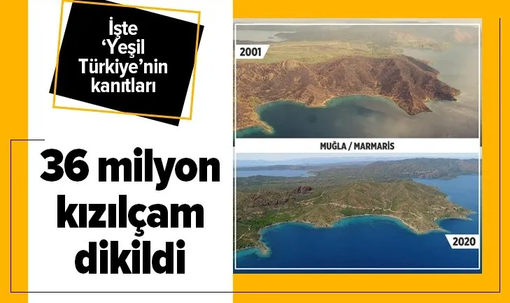 Yanan 25 bin hektar alan! 36 milyon kızılçam dikildi