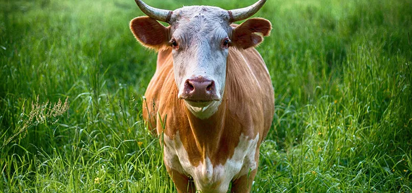 Sığırlara ve tavuklara koronavirüs enfekte etmeye çalıştılar! Dünya Hayvan Sağlığı Örgütünden flaş açıklama