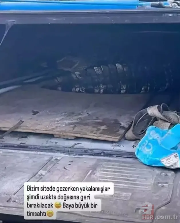 İnanılmaz olay: Ceyda Ateş'in yaşadığı siteden dev timsah çıktı! 7