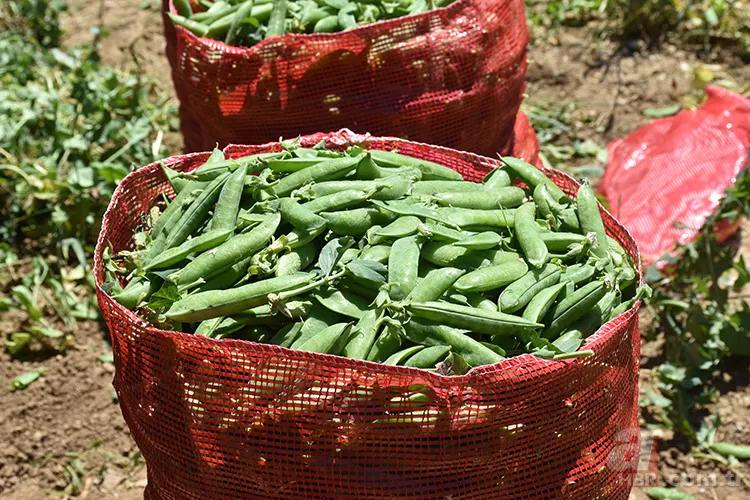 Kan grubuna göre nasıl beslenilmeli? O yeşilliklere dikkat 4