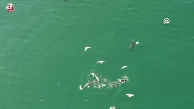 Karadeniz’de dolaşan yunuslar kamerada