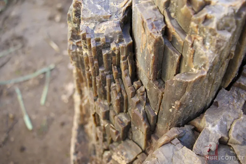 Yol yapımı sırasında bulundu! Milyonlarca yıllık… 5