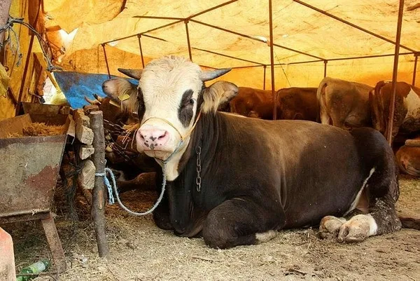 1715076418631.jpeg Kurbanlık hayvan sayısı yeterli mi? Tarım ve Orman Bakanı İbrahim Yumaklı açıkladı - 2
